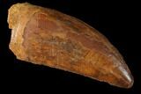 Serrated, Carcharodontosaurus Tooth - Real Dinosaur Tooth #121514-1
